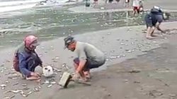 Fenomena Langka! Ribuan Ikan Lemuru Naik ke Darat di Pantai Grajagan, Warga Berbondong-bondong Menangkap